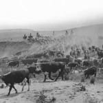 Cowboys herding cattle.