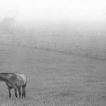 Out to pasture.