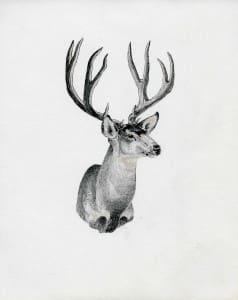 Hoback Buck